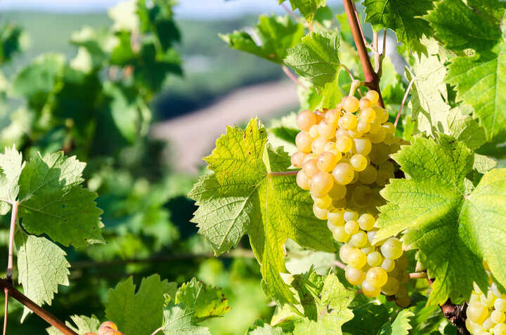 Image of some Muscat grapes on the vine, in the sunshine